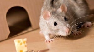Rat