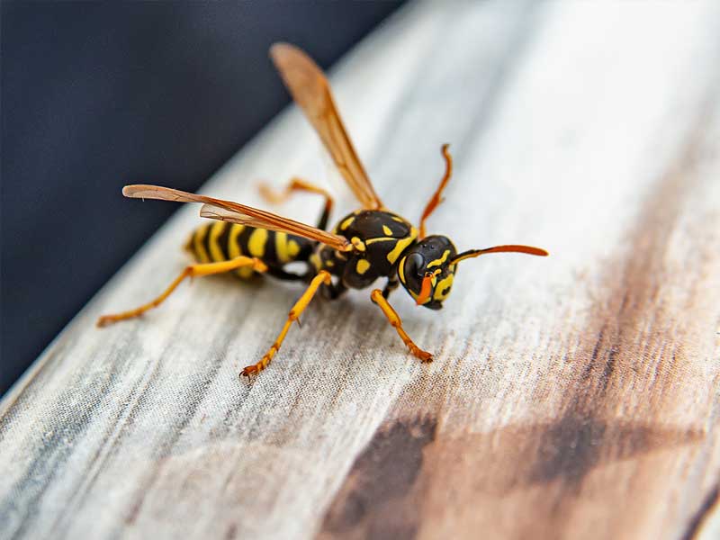 Bed Bug Inspection 