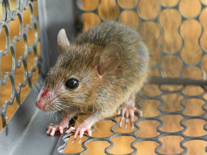 Rodent Control Services