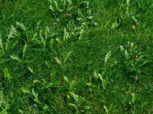 weeds in grass