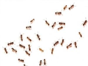 ants