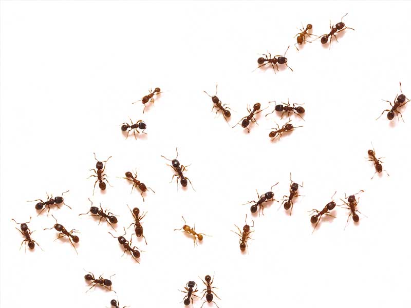 Bed Bug Inspection