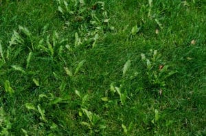 weeds in grass