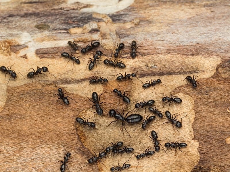 black ant colony