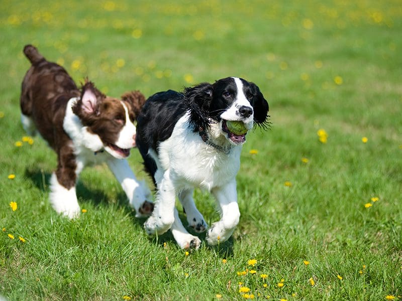 two dogs playing